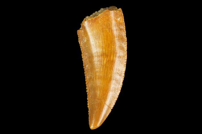 Serrated, Raptor Tooth - Real Dinosaur Tooth #127054